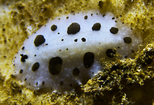 Phyllidiopsis loricata: more spots