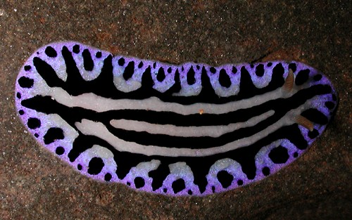 Phyllidiopsis sphingis: dusky rhinophores