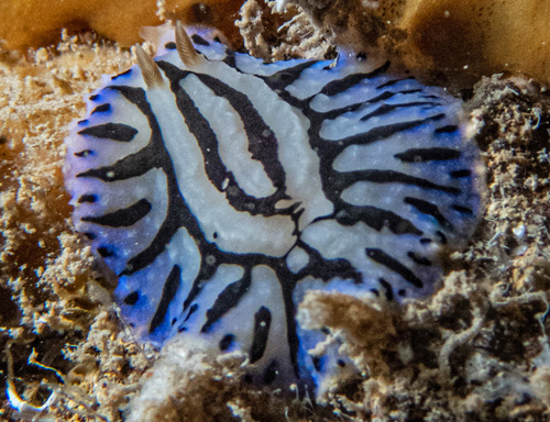 Phyllidiopsis sphingis: flattened posture