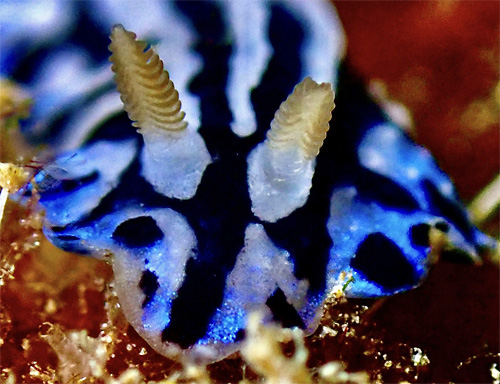 Phyllidiopsis sphingis: dusky rhinophores, detail, front