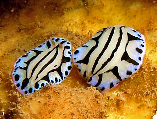 Phyllidiopsis sphingis: mating