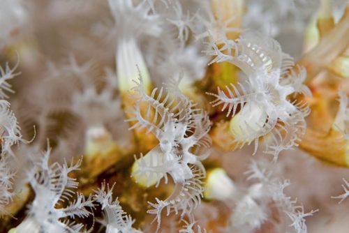 Phyllodesmium poindimiei: food octocoral