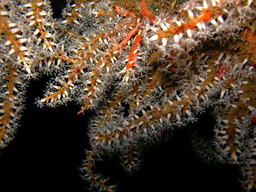 Phyllodesmium poindimiei: food octocoral, colonies