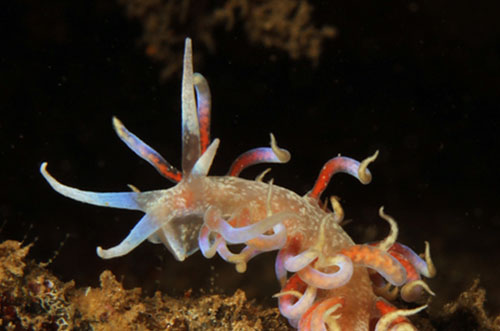 Phyllodesmium poindimiei: head detail