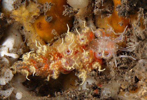 Phyllodesmium poindimiei: resting