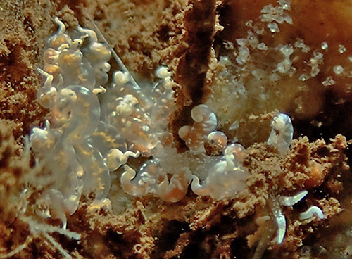 Phyllodesmium poindimiei: pale