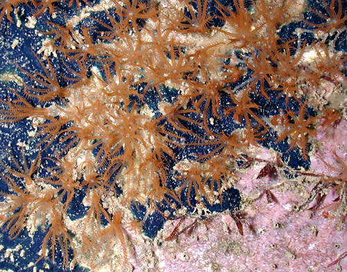 Phyllodesmium sp. #1:food octocoral