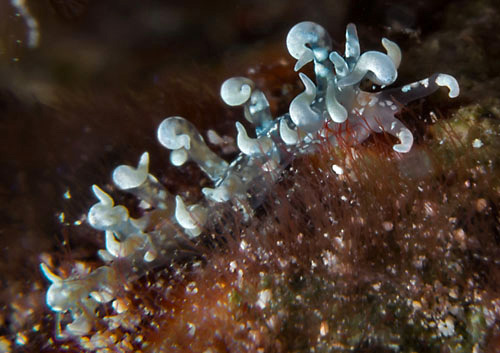 Phyllodesmium sp #1: pale