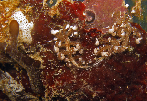 Phyllodesmium sp #1: egg mass near animals