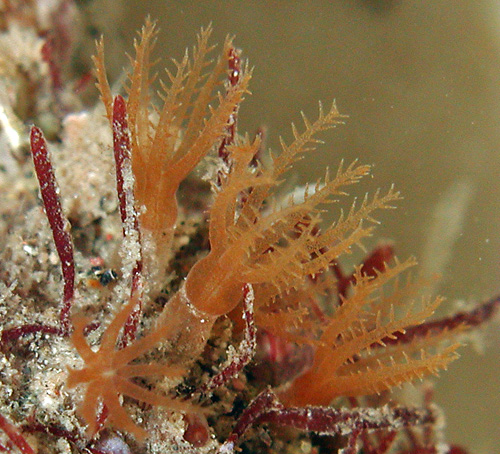 Phyllodesmium sp. #1: food octocoral, detail