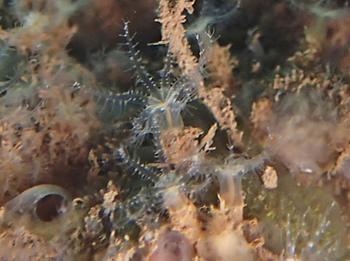 Phyllodesmium sp #1: possible suptidal food octocoral, detail