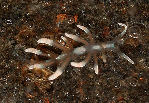 Phyllodesmium sp #2: young, 3 mm