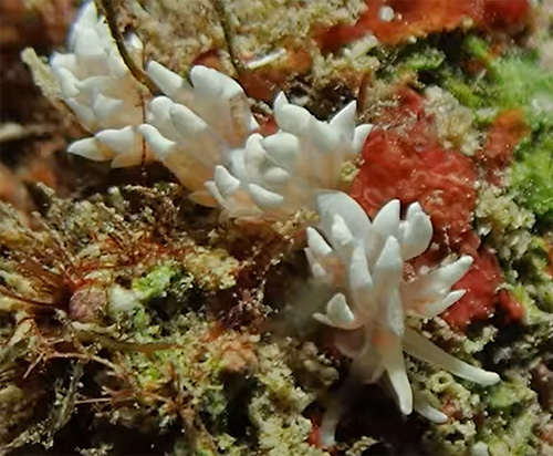 Phyllodesmium sp #2: pale