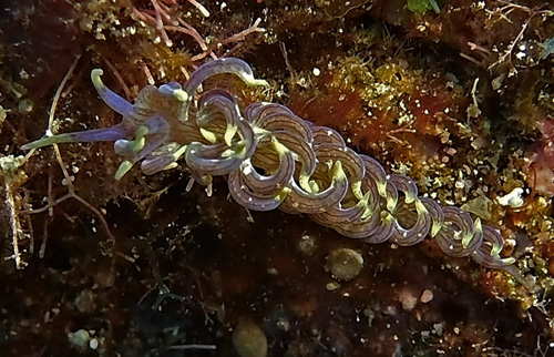 Phyllodesmium sp #3: 2nd view