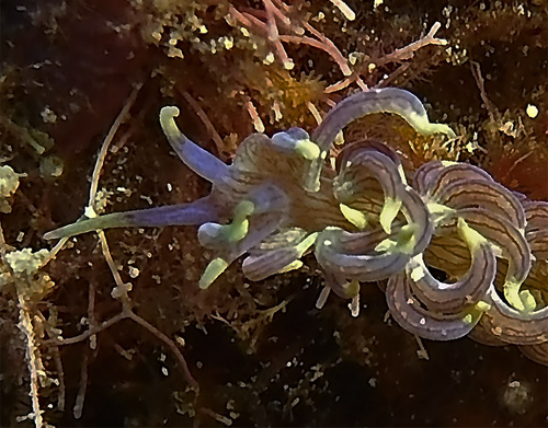 Phyllodesmium sp #3: 2nd view, detail