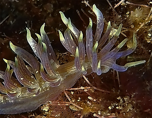 Phyllodesmium sp #3: side, detail