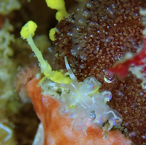 Phyllodesmium poindimiei: feeding