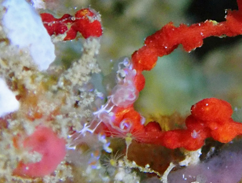 Phyllodesmium poindimiei: feeding