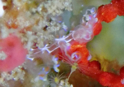 Phyllodesmium poindimiei: side