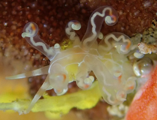 Phyllodesmium poindimiei: cerata detail