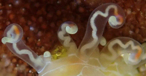 Phyllodesmium poindimiei: cerata detail