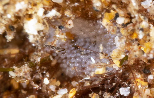 Placida kevinleei: probable egg mass