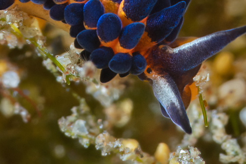 Placida kevinleei: feeding, detail