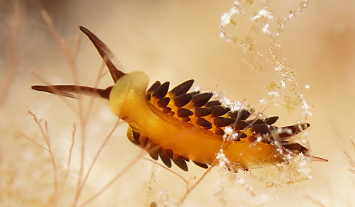 Placida kevinleei: underside