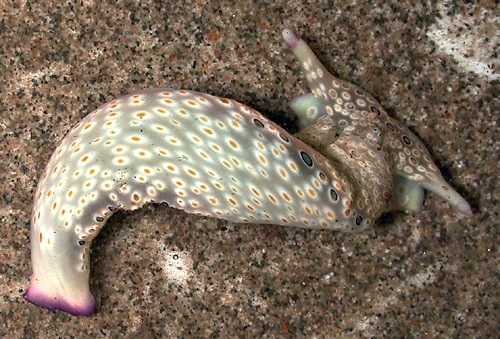 Plakobranchus ocellatus: uderside