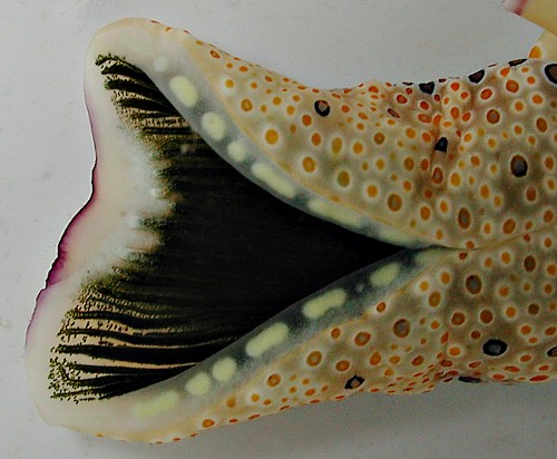 Plakobranchus ocellatus: parapodia