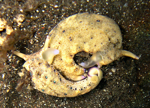 Plakobranchus ocellatus: mating