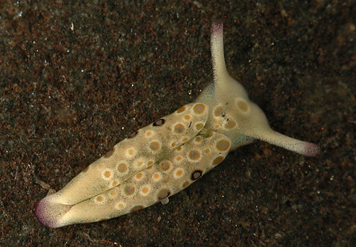 Plakobranchus ocellatus: young, 5.2 mm