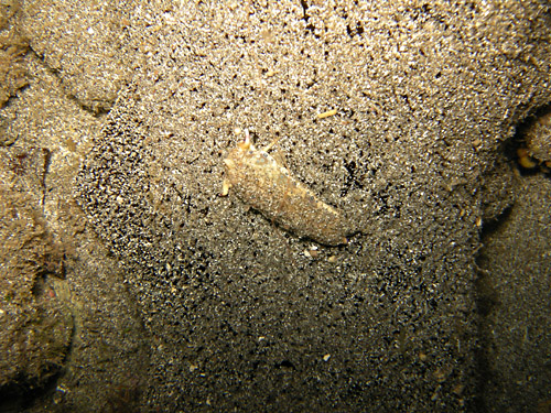 Plakobranchus ocellatus: on cucumber