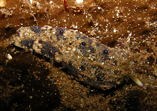 Plakobranchus ocellatus: dark