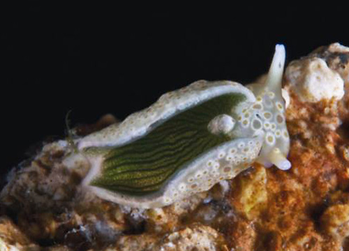 Plakobranchus ocellatus: parapodia, young