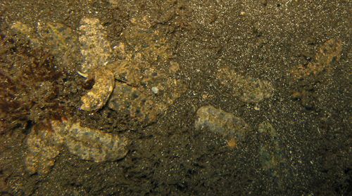 Plakobranchus ocellatus: resting group