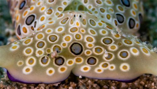 Plakobranchus ocellatus: front, detail