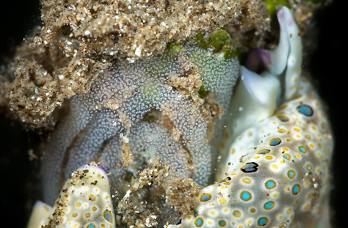 Plakobranchus ocellatus: with egg mass