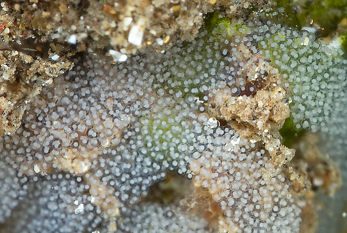 Plakobranchus ocellatus: with egg mass, detail