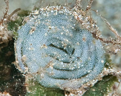 Plakobranchus ocellatus: egg mass