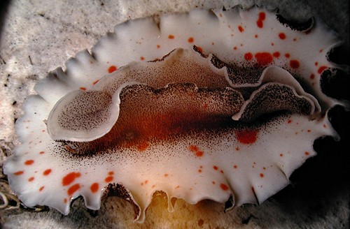 Platydoris formosa: underside