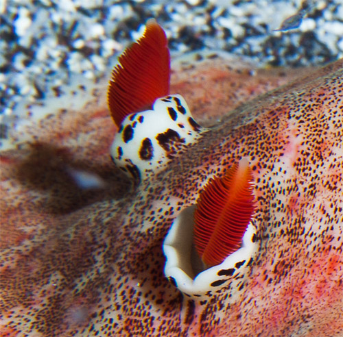 Platydoris formosa: rhinophores