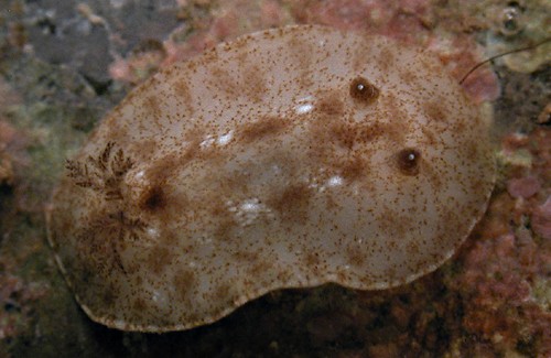 Platydoris cf. inornata