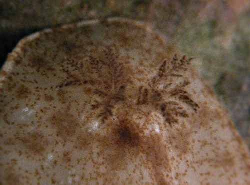 Platydoris cf. inornata: branchia