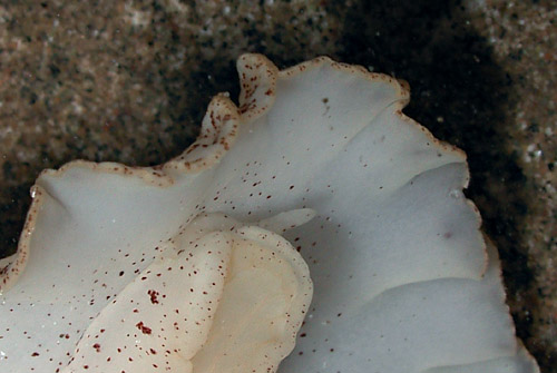 Platydoris sp. #1: underside, detail of head