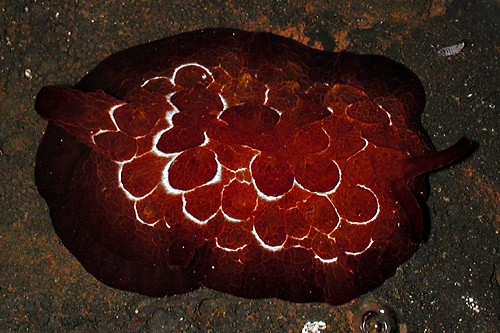 Pleurobranchus forskalii