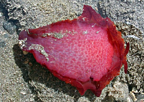 Pleurobranchus forskalii: underside