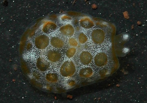 Pleurobranchus forskalii: young, 2.5 mm