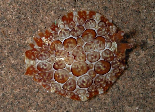 Pleurobranchus forskalii: young, 15 mm