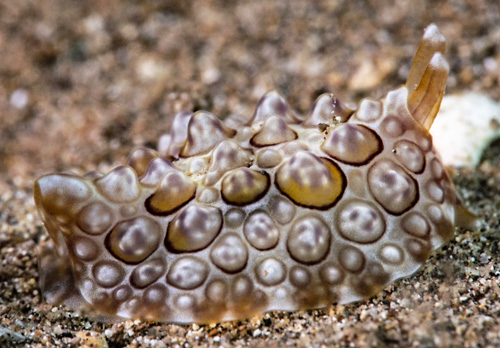 Pleurobranchus forskalii: side, young